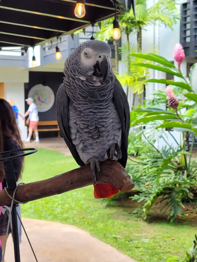 Hawaiian Parrot