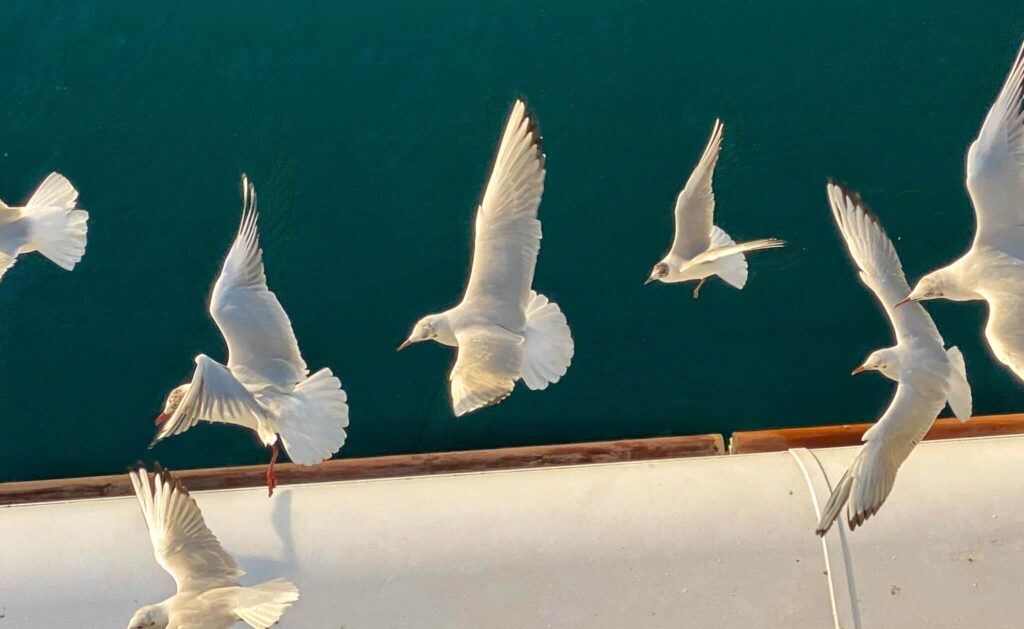 Seagulls fly near a cruise ship