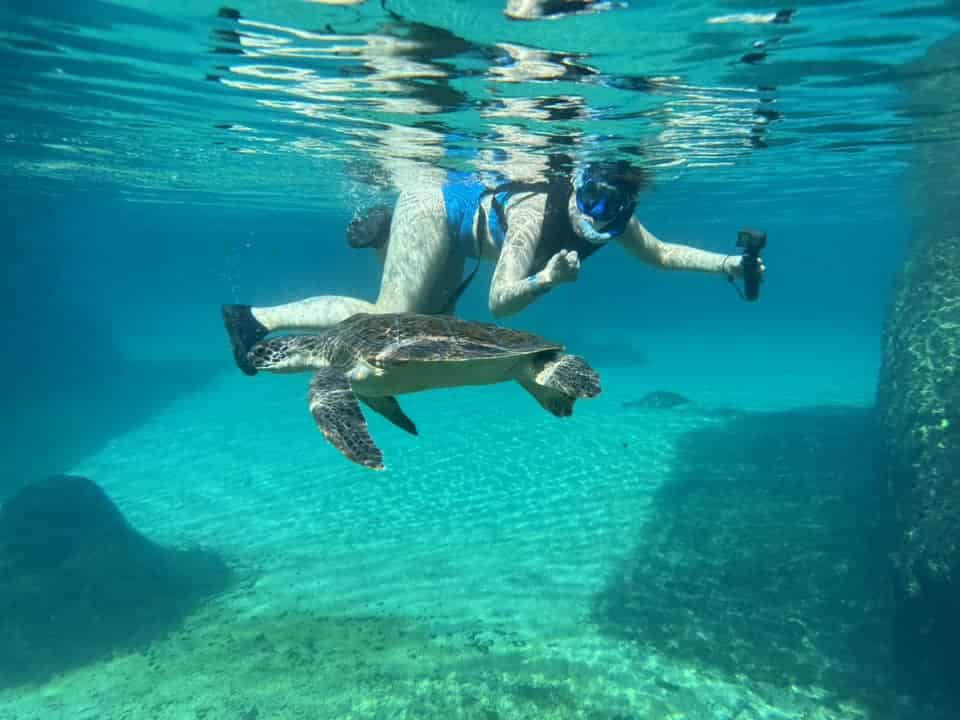 Swim with turtle in Grand Cayman
