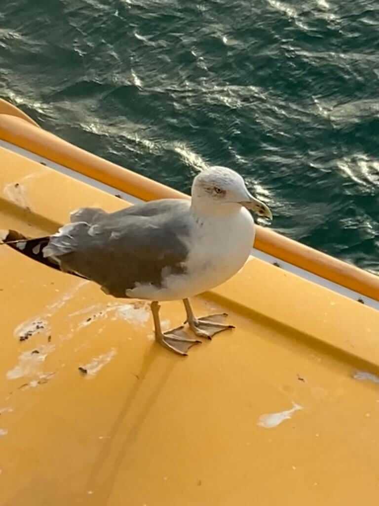 Seagull droppings