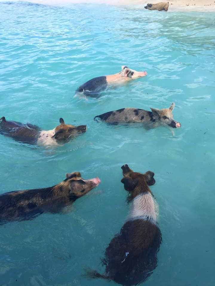 Swimming with pigs Bahamas