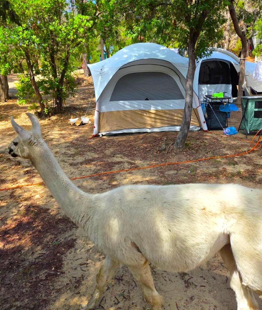 animals outside the tents